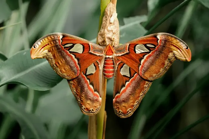 Atlas Moth Symbolize