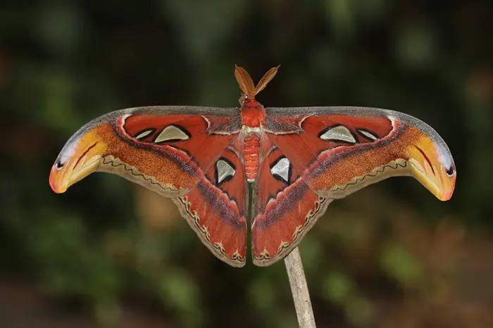 Atlas Moth1