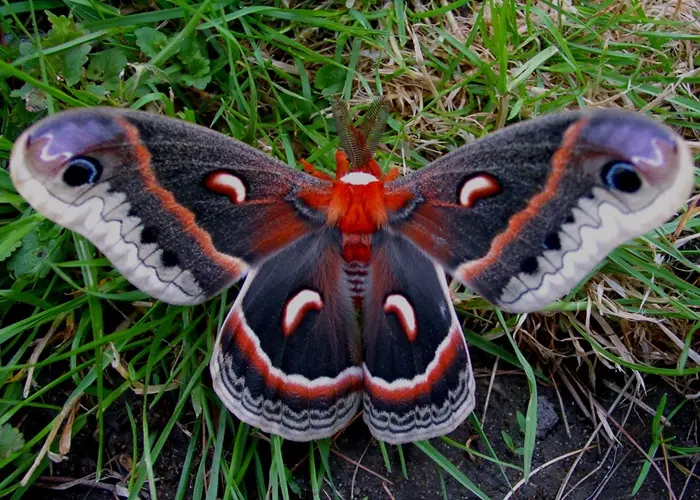 Black Atlas Moth Symbolize