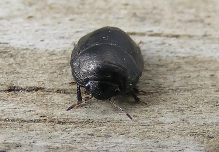 Black Bedbug Symbolize