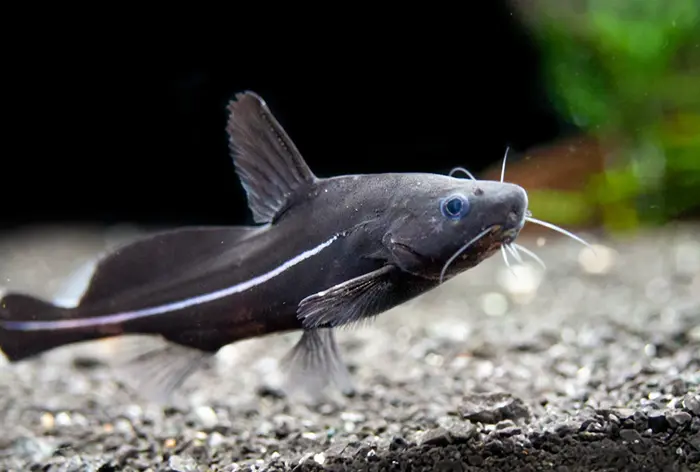 Black Catfish Symbolize