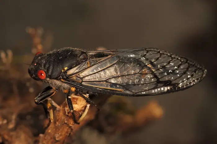 Black Cicada Symbolize