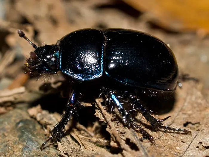 Black Grape Beetle Symbolize