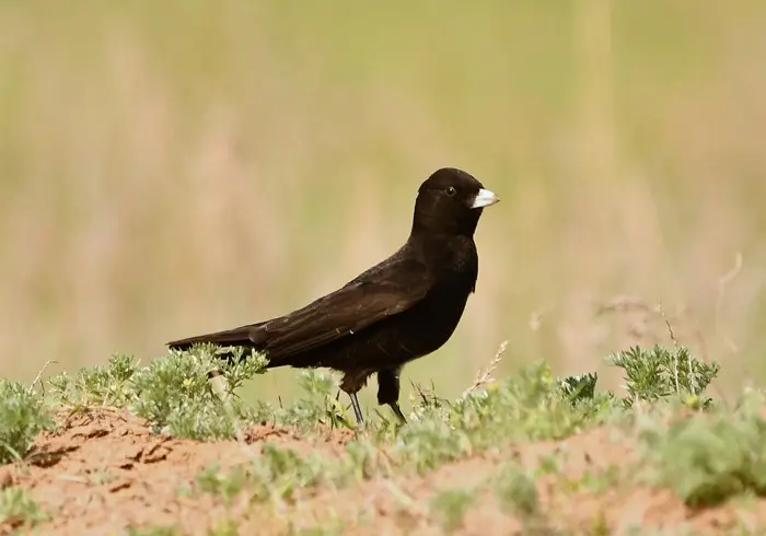 Black Lark Symbolize