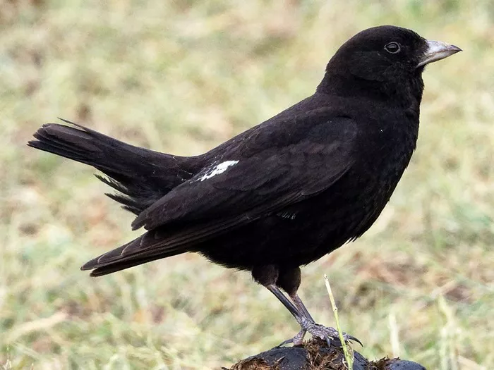 Black Lark