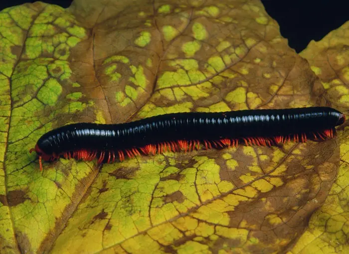 Black Millipedes Symbolize