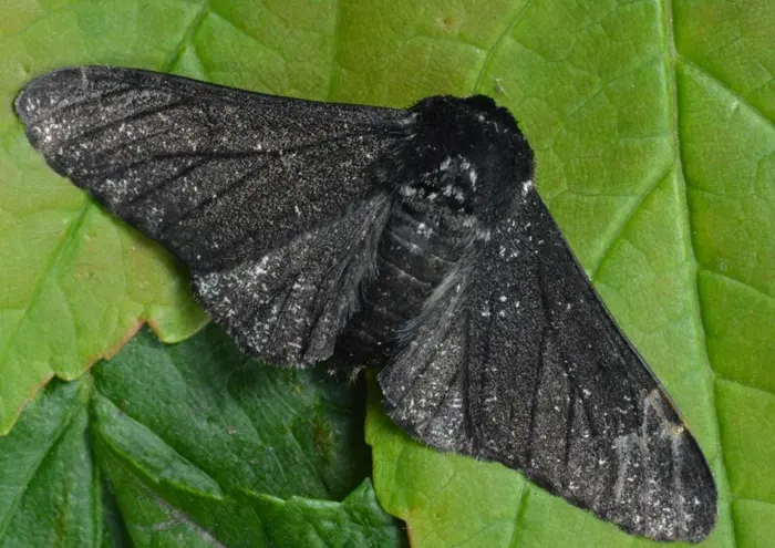 Black Moths Symbolize