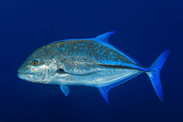 Blue Kingfish Symbolize