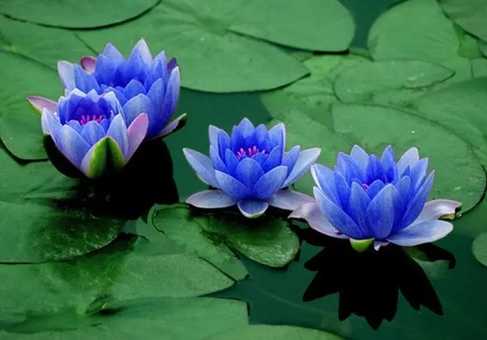 Blue Lotus Symbolize