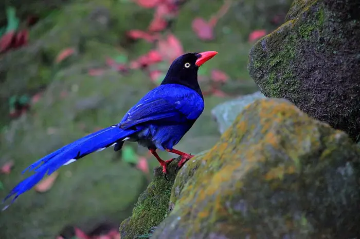 Blue Magpie Symbolize