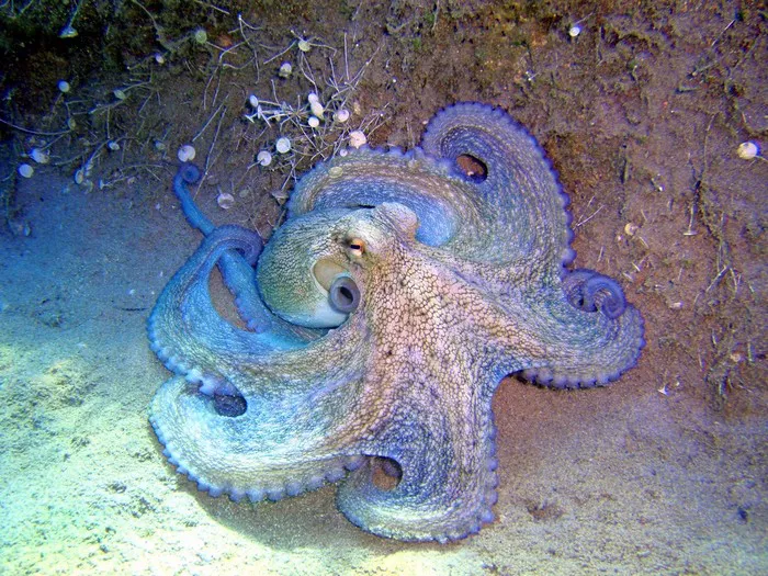 Blue Octopus