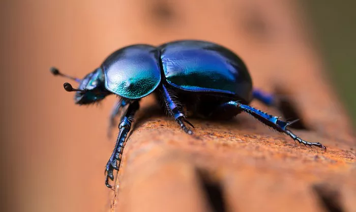 Blue Scarab