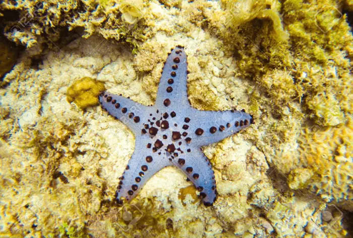 Blue Starfish Symbolize