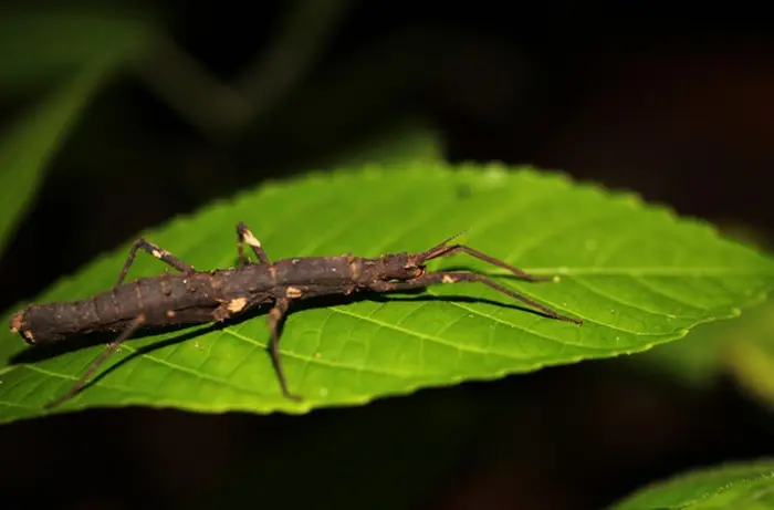 Brown Stick Insects Symbolize