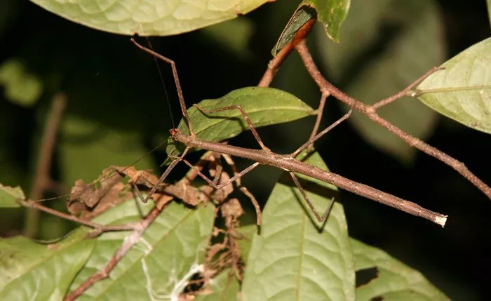 Brown Stick Insects