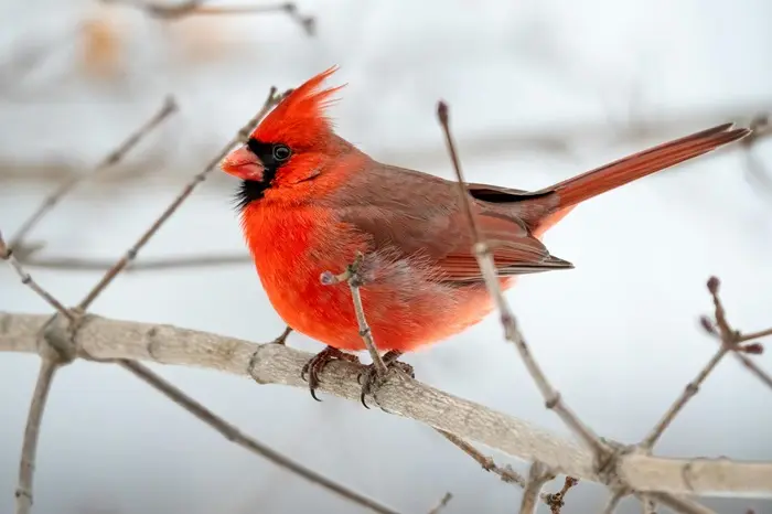 Cardinal Symbolize