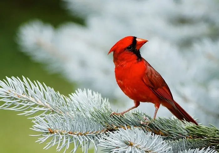 37 Cardinal Quotes, Sayings & Proverbs - Ourspiritanimal.com