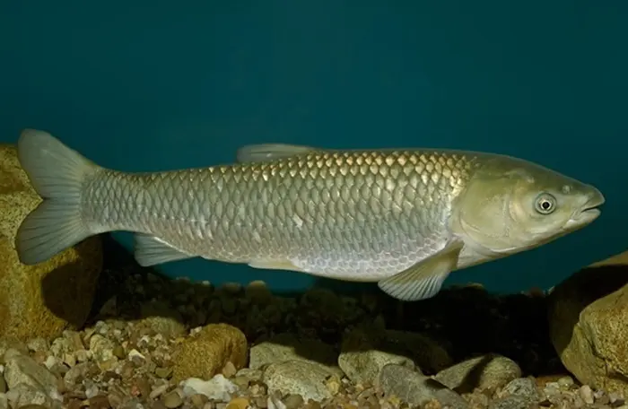 Carp1