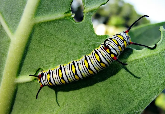 Caterpillar Symbolize