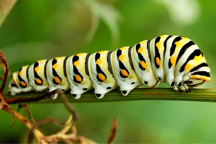 Caterpillar1