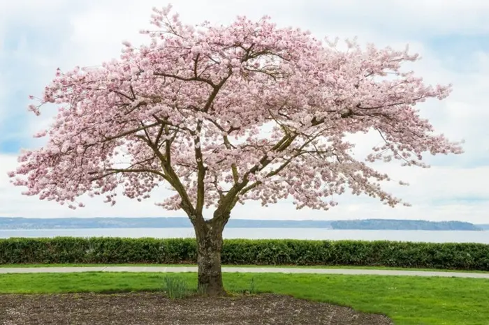 Sakura Flower Symbolize