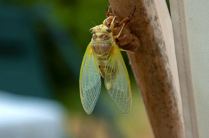 Cicada Symbolize