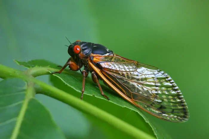 Cicada