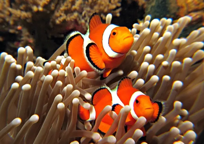 Clownfish Symbolize