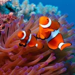 Clownfish1