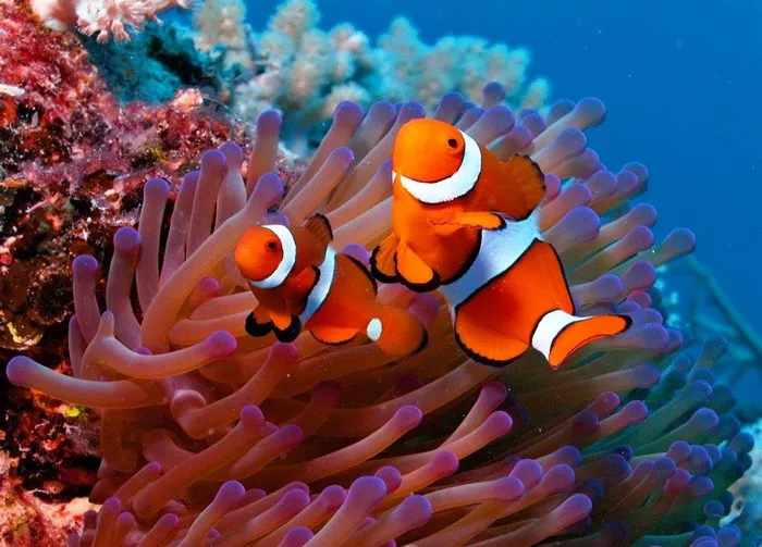 Clownfish1