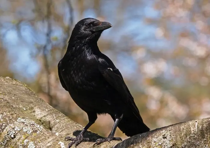 Crow Symbolize