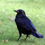 Crow