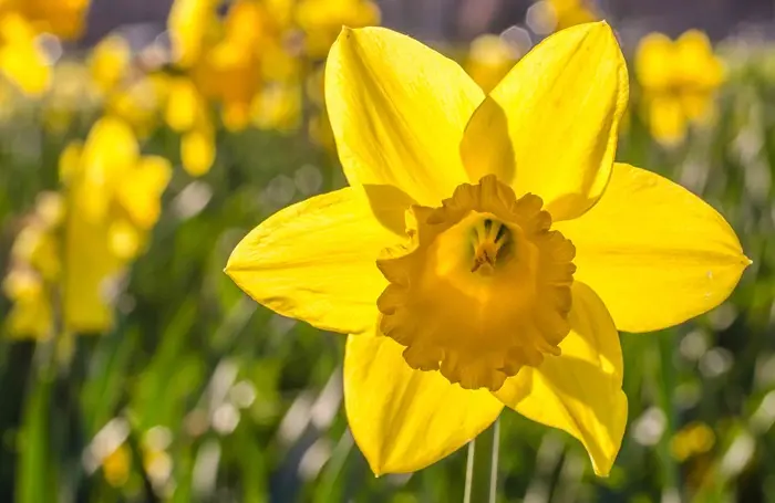 Daffodil