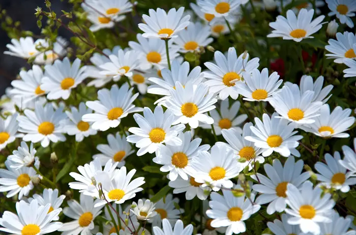 Daisy Symbolize