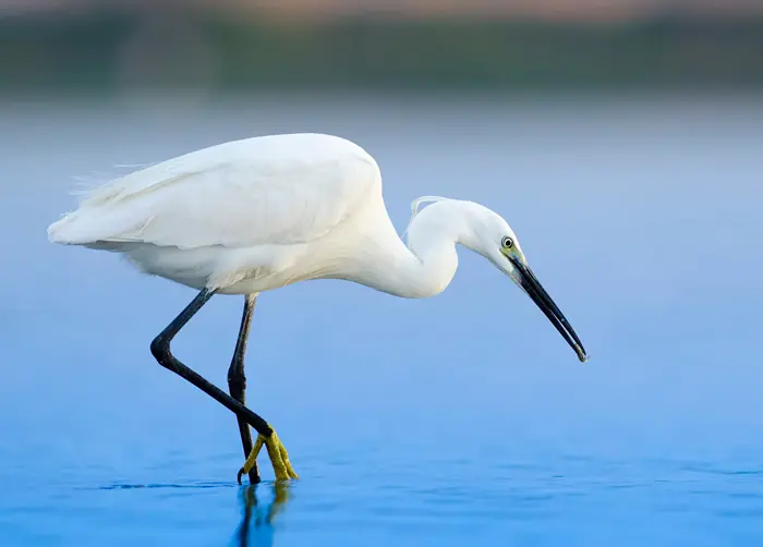 Egret Symbolize