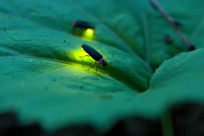 Firefly Symbolize