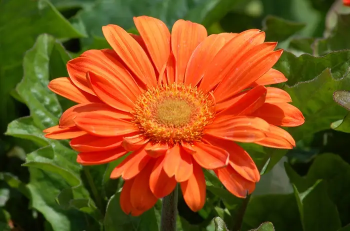 Gerbera