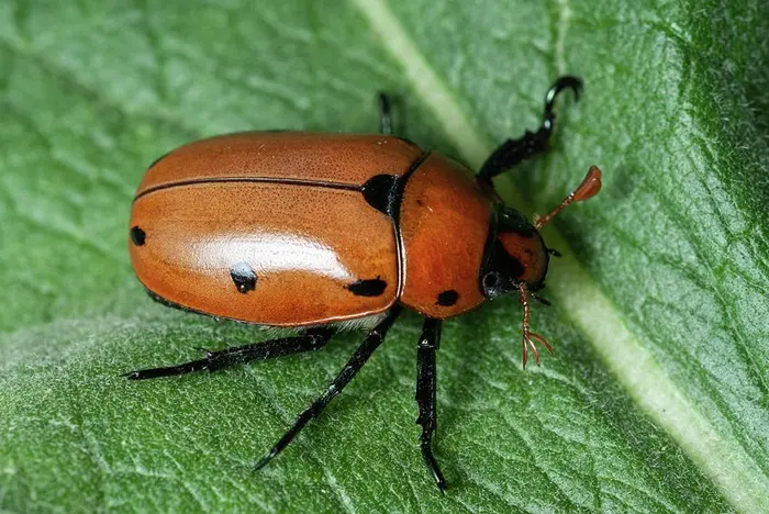 Grape Beetle Symbolize