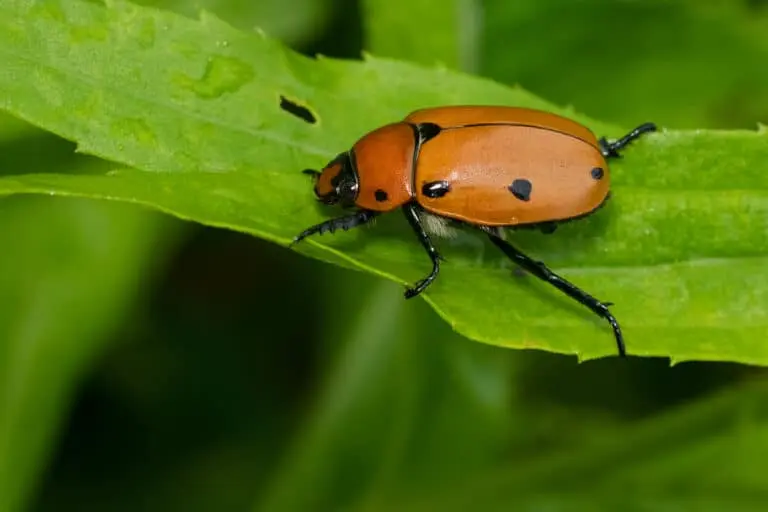 Grape Beetle1