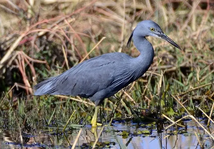 Gray Egret Symbolize