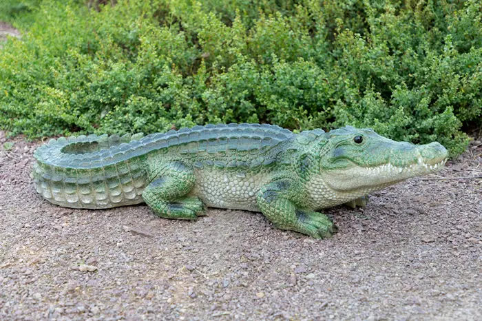 Green Crocodile Symbolize