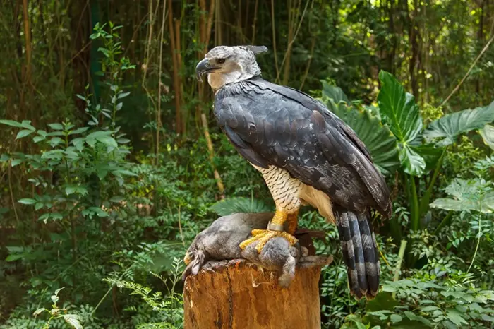 Harpy Eagle Symbolize