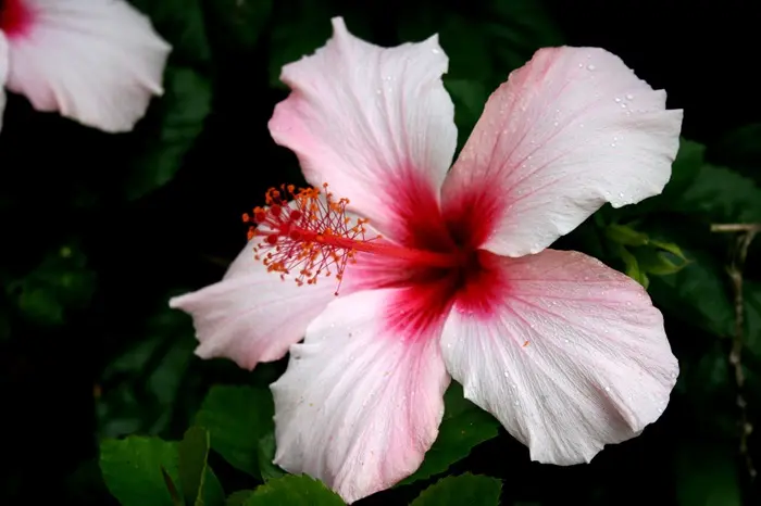 Hibiscus Symbolize