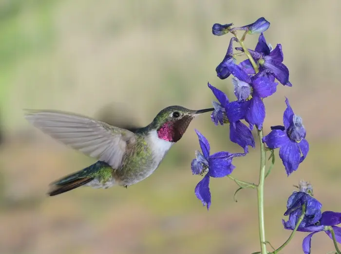 Hummingbird Symbolize