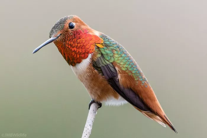 Hummingbird