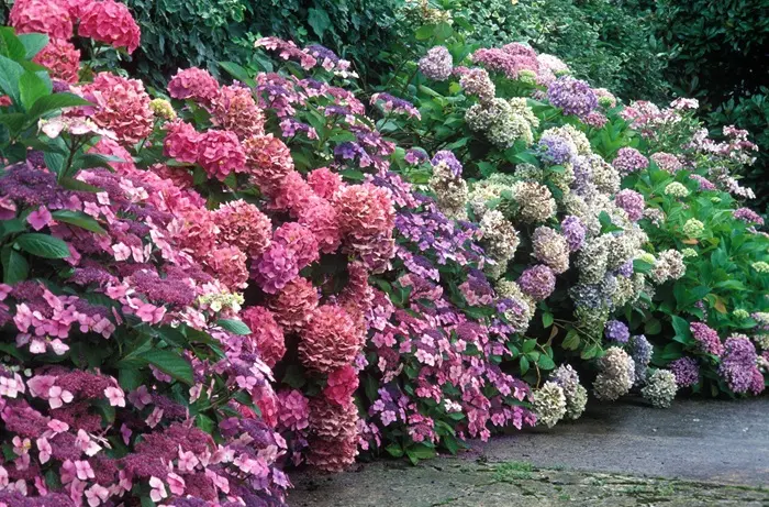 Hydrangea