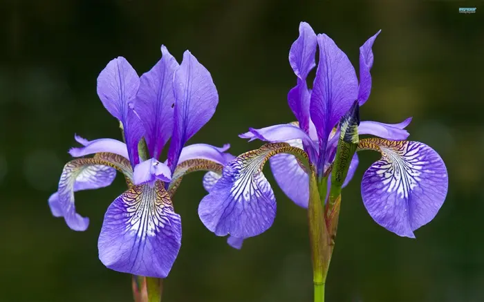 Iris Symbolize