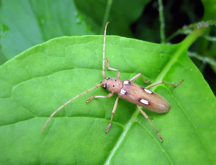 Ivory Beetle Symbolize