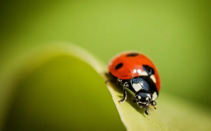 Ladybug Symbolize