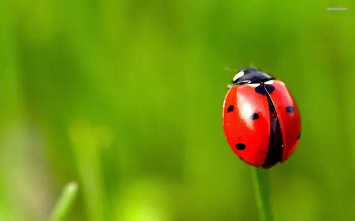 Ladybug Symbolize